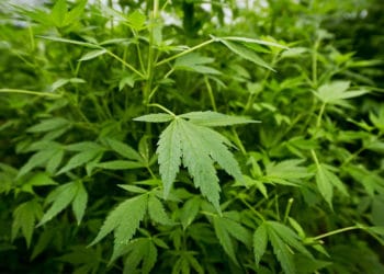 Wietplantage ontdekt onder bedrijfspand