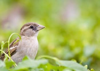 We mogen weer (tuin)vogels tellen