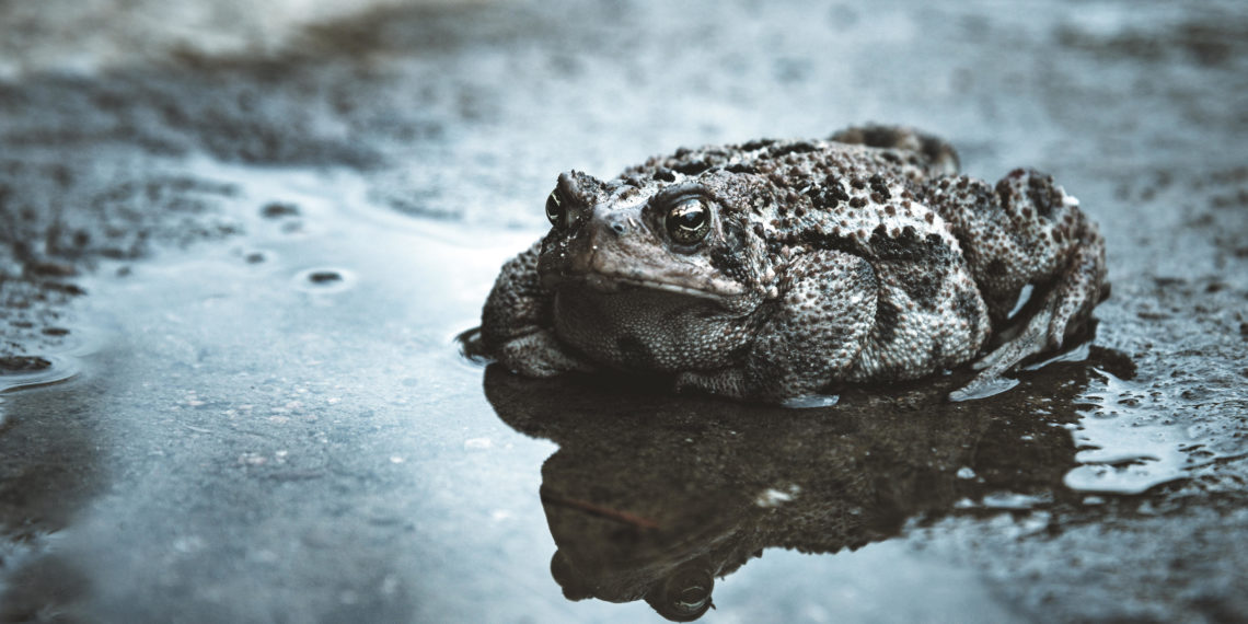 De paddentrek gaat weer beginnen