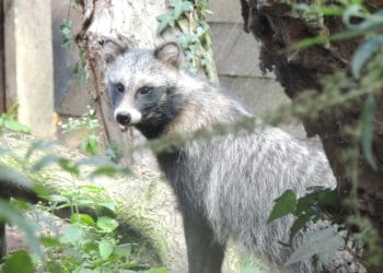 Heeft Artisklas last van het coronavirus?