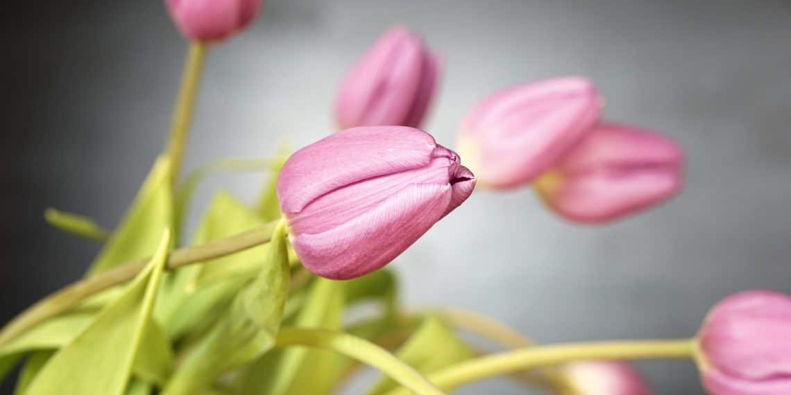 Duizend tulpen voor Haarlemse senioren