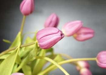 Duizend tulpen voor Haarlemse senioren