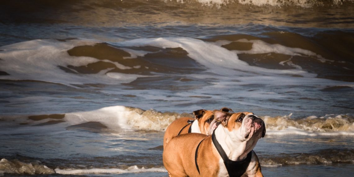 ‘Hou het strand alsjeblieft open voor honden”