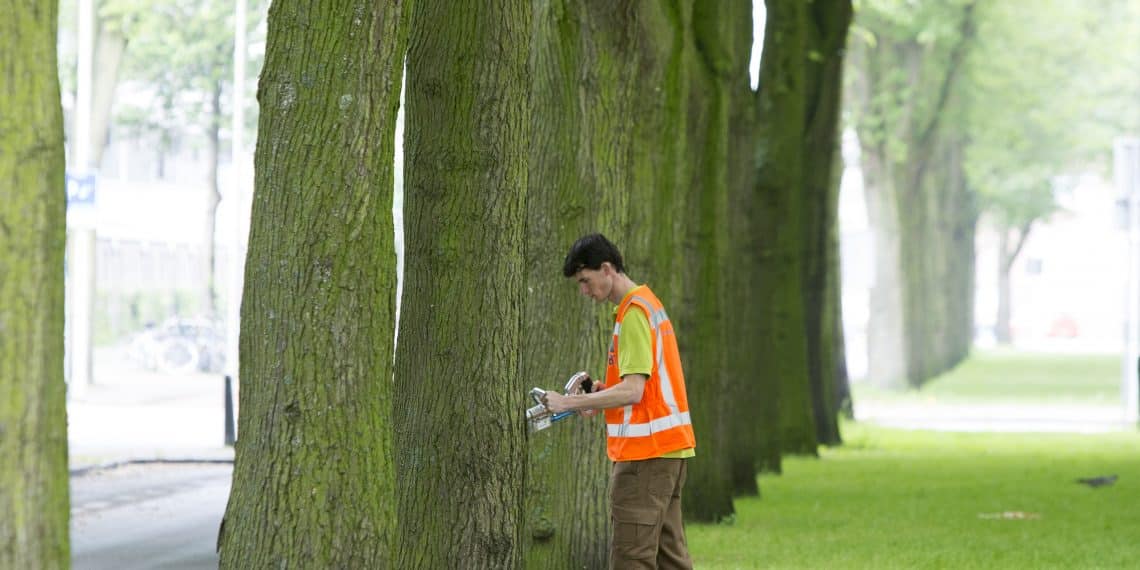 Iepen in Haarlem krijgen vaccin tegen iepziekte