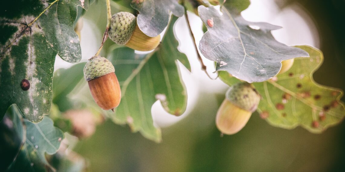 Momumentale eiken voorlopig gered van kap