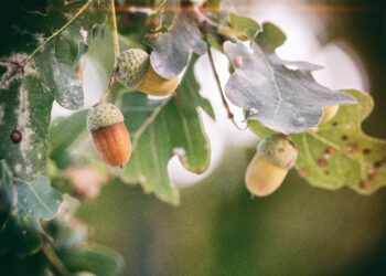 Momumentale eiken voorlopig gered van kap