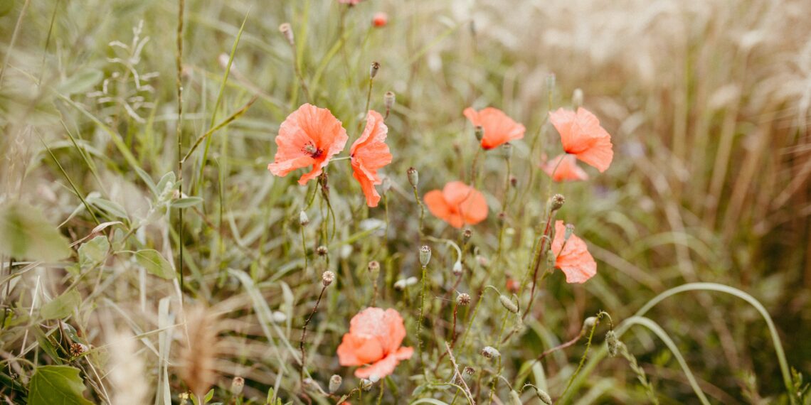 Ongerepte natuur krijgt meer ruimte in Haarlem