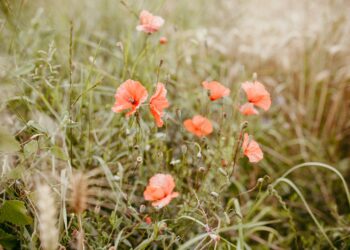 Ongerepte natuur krijgt meer ruimte in Haarlem