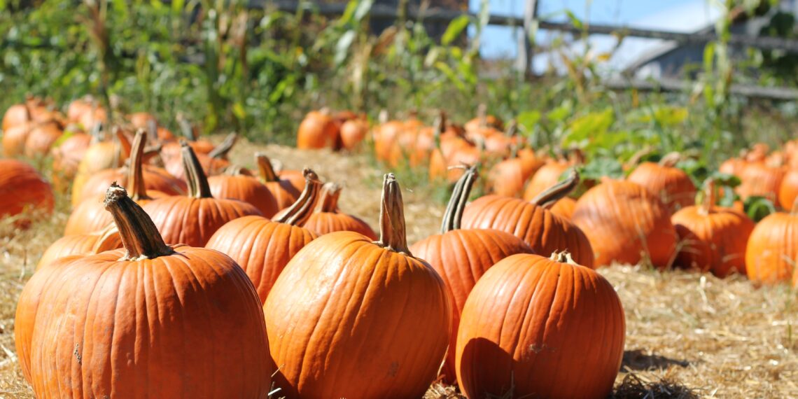 Haarlemse Herfstmarkt voor jong en oud