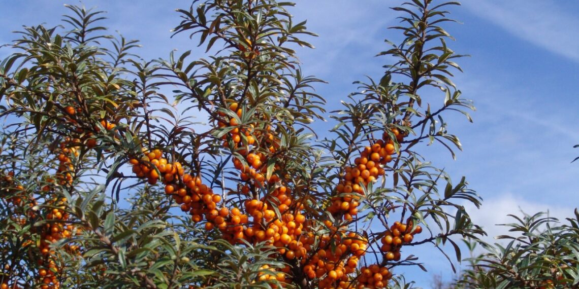 Jam vol vitamine C en dronken vogels