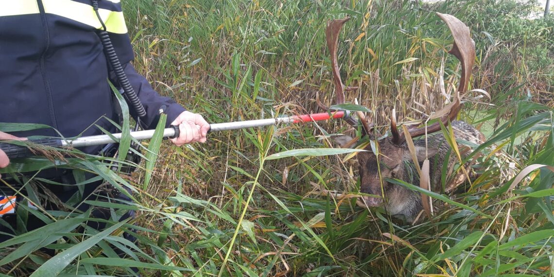Politie Bloemendaal redt hert in nood uit sloot