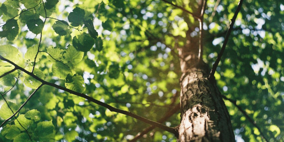 Gemeente Bloemendaal gaat Blekersveld snoeien