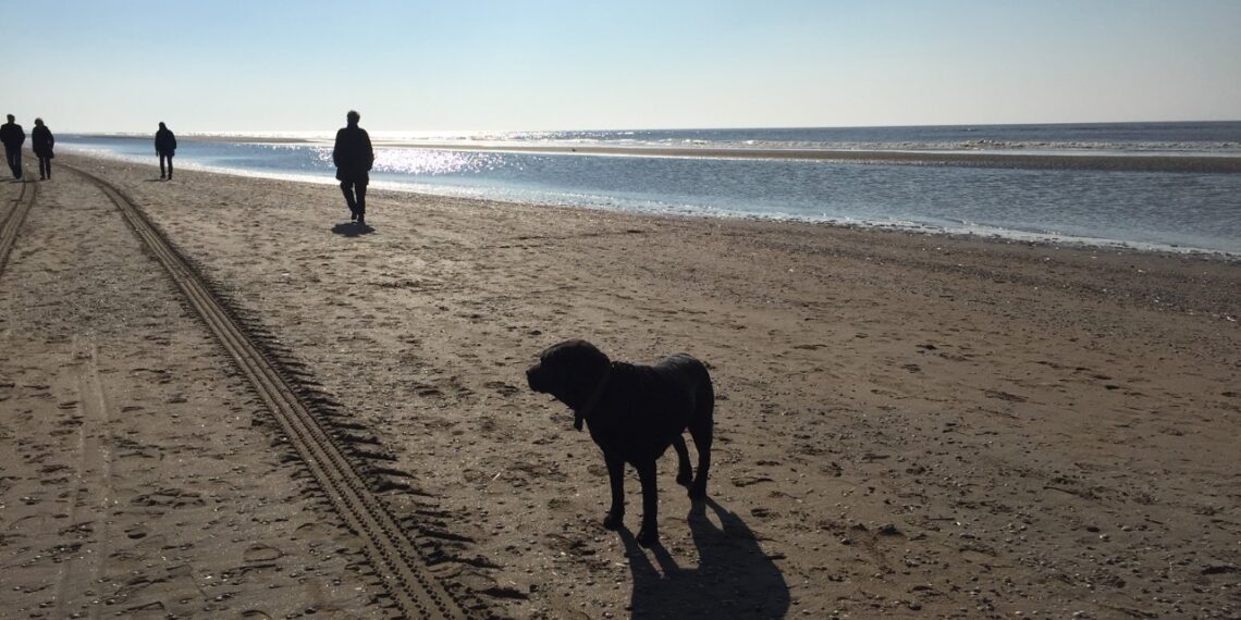 Honden weer welkom op het Zandvoortse strand