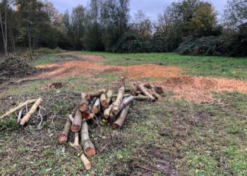 Gemeente Bloemendaal in overtreding na illegale bomenkap Blekersveld