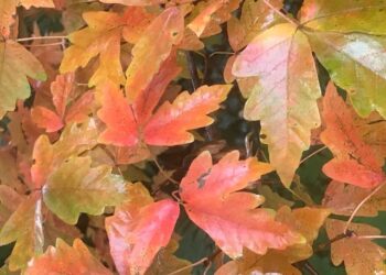 Workshop Creatief met herfstbladeren in Haarlemmer Kweektuin