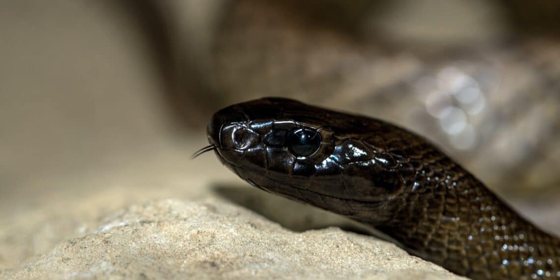 Drugsbaron de Zwarte Cobra via Schiphol weer in Nederland