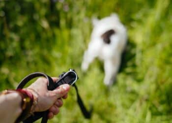 Haarlemse politie waarschuwt voor gif, zeker een hond overleden
