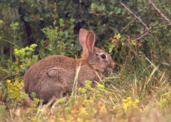 Wijk aan Zee start petitie tegen Tata Steel: “Een ziek konijntje klaagt niet”
