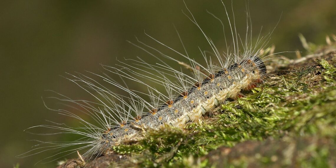 Eikenprocessierups vindt nieuwe vijand in de sluipwesp