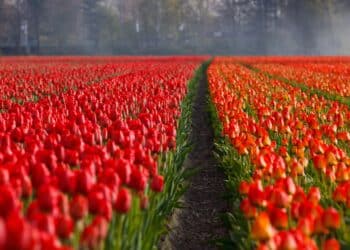 Bloemetjes van de Bloemencorso
