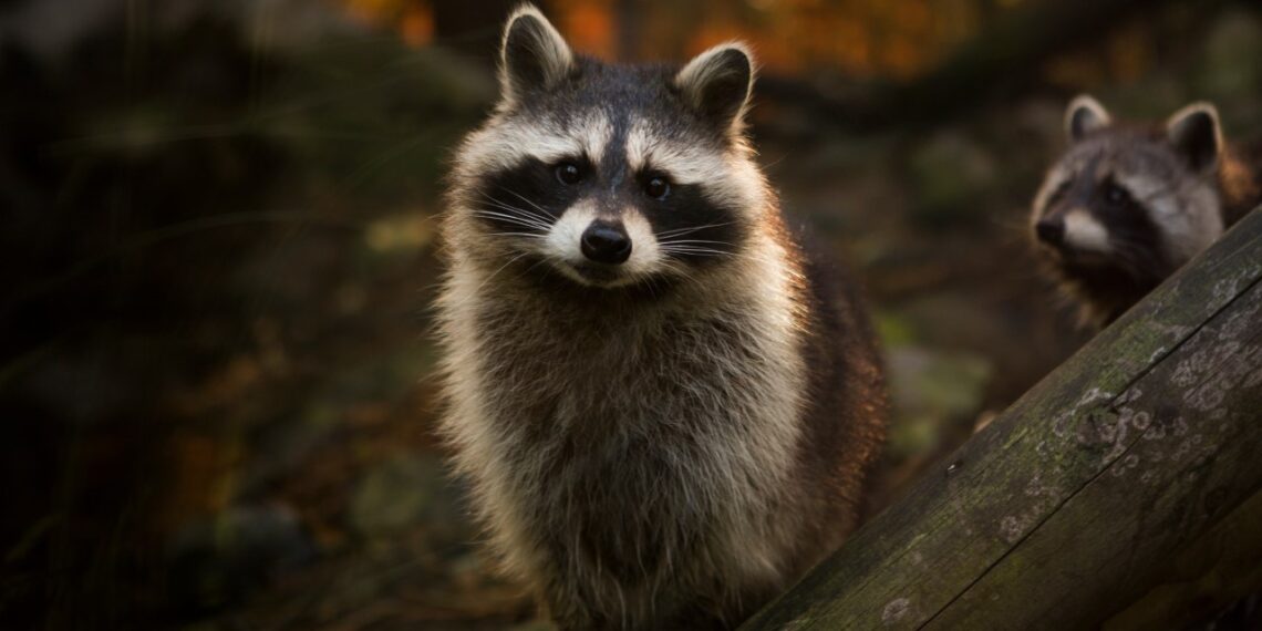 Tweedehands spullen shoppen voor letterlijk een appel én een ei