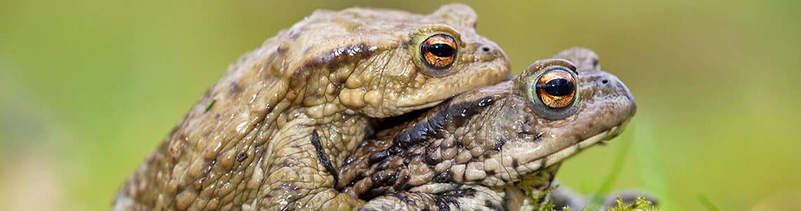 Een drukte van jewelste in Bloemendaal: Tom Höcker vertelt over de paddentrek
