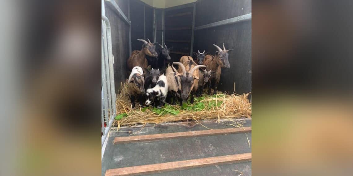 Tien geiten gedumpt in recreatiegebied Spaarnwoude