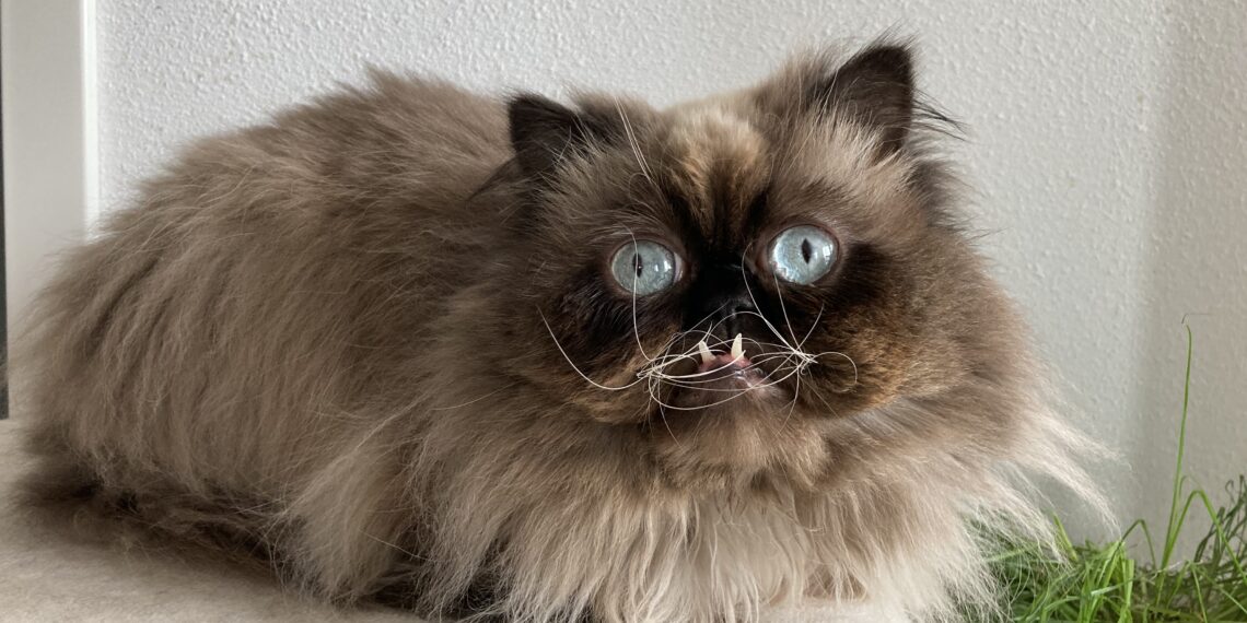 Yohji de kat blijkt internetsensatie: “Ik krijg zelfs berichten uit Amerika”