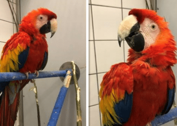 Duizenden euro’s opgehaald voor zieke ara Nape uit Elswout