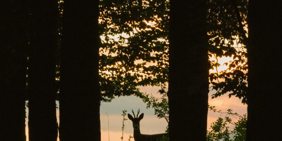 Aantal wildaanrijdingen neemt toe: Noord-Holland in de middenmoot