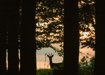 Aantal wildaanrijdingen neemt toe: Noord-Holland in de middenmoot