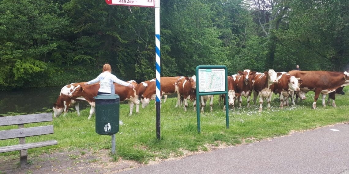 Kudde van 15 koeien ontsnapt in Overveen