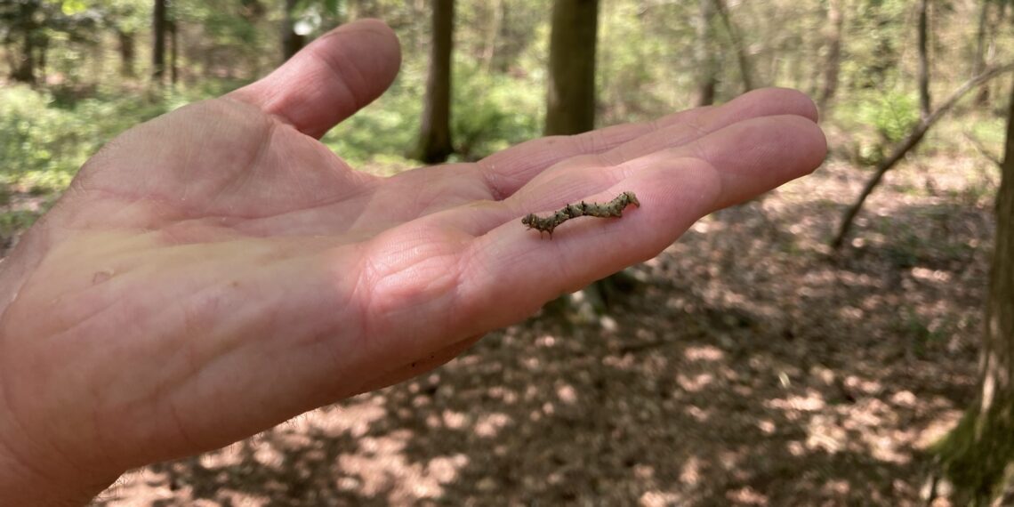 Rupsen-explosie in Groenendaal: miljoenen beestjes vermenigvuldigen zich razendsnel