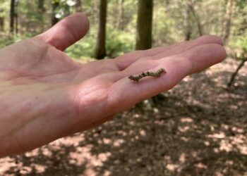 Rupsen-explosie in Groenendaal: miljoenen beestjes vermenigvuldigen zich razendsnel