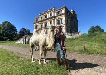 Einstein trekt veel bekijks in Elswout: “Een kameel hier? Gekkigheid”