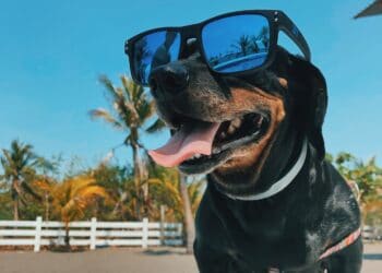 Is het verstandig om veel het water in te gaan met je hond? – Arianes spreekuur