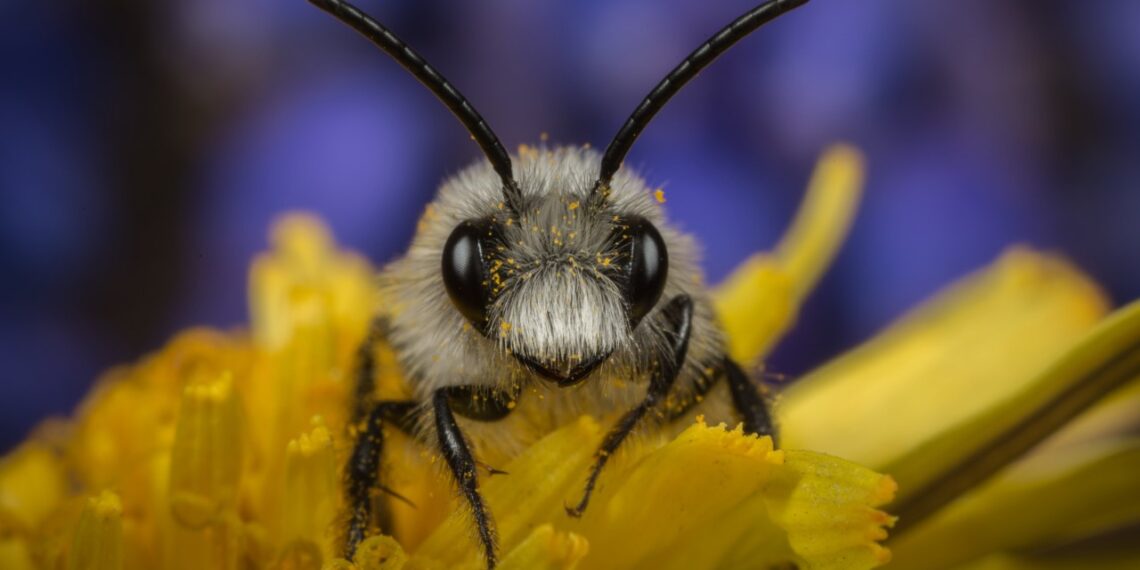 Natuurmonumenten maakt een vuist voor ‘het insect’: “Niet zo aaibaar, maar wel belangrijk”
