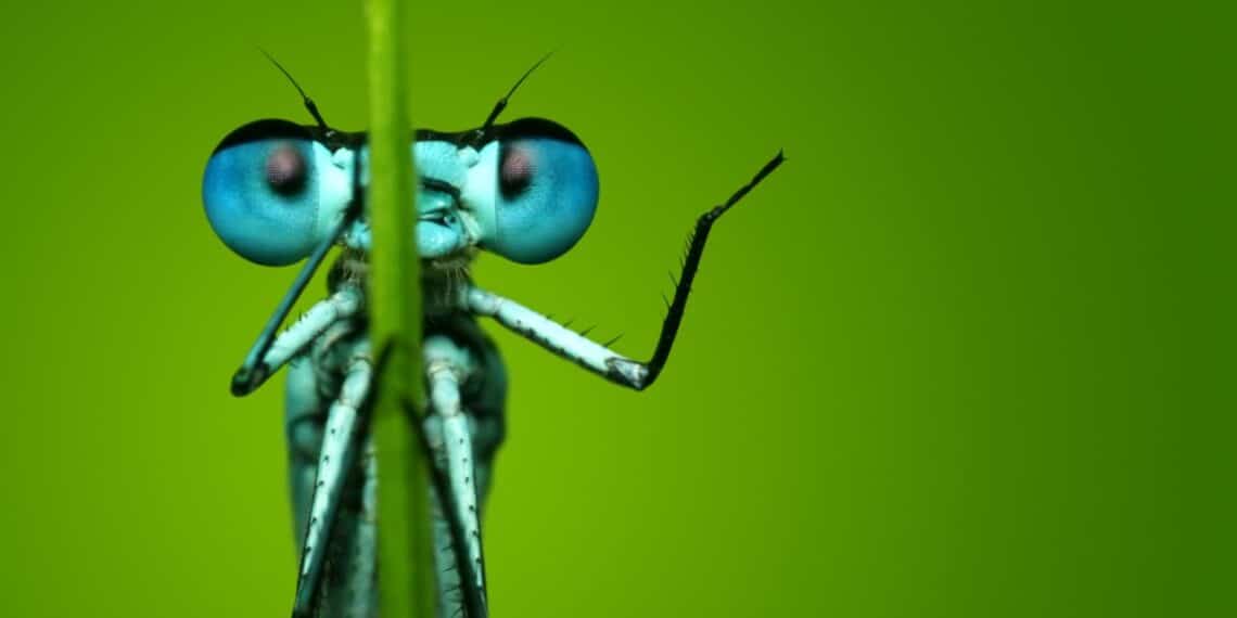 Natuurmonumenten maakt een vuist voor ‘het insect’: “Niet zo aaibaar, maar wel belangrijk”