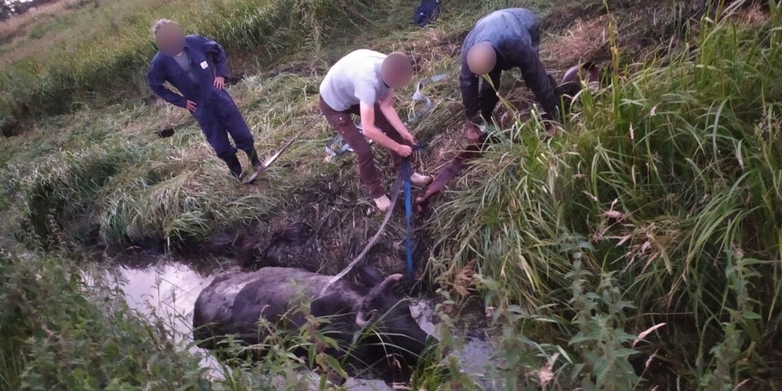 Haarlemmers urenlang bezig om koe uit sloot te krijgen