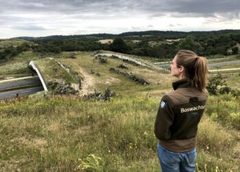 Natuurbrug na 4 jaar eindelijk open voor zware grazers: “Hooglanders hebben elkaar ontmoet”