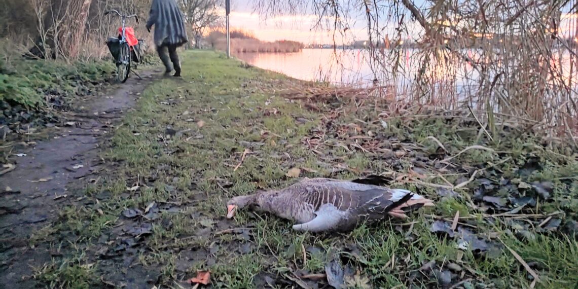 Haarlemse buurt verzamelt bewijs van misstanden ganzenjacht vlak bij woningen
