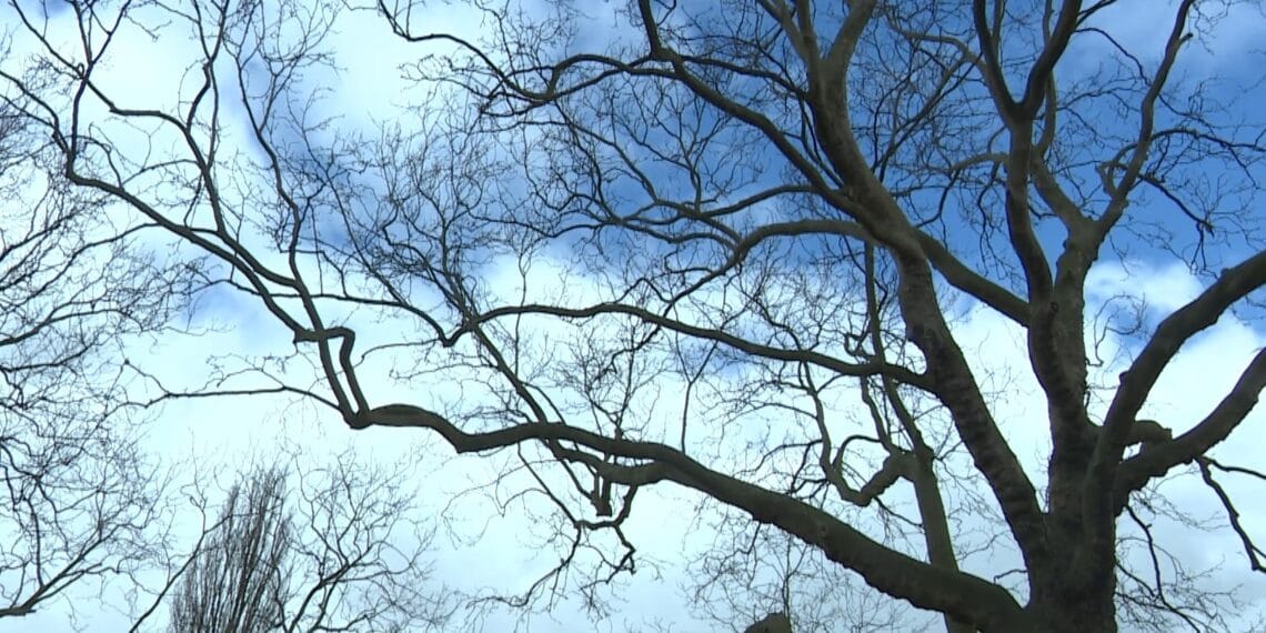 Gemeente bepaalt mee of boom in achtertuin van Haarlemmers gekapt mag worden