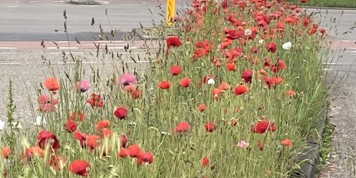 Winnaars Schalkwijk aan Zet bekend: plannen voor een groenere en socialere buurt