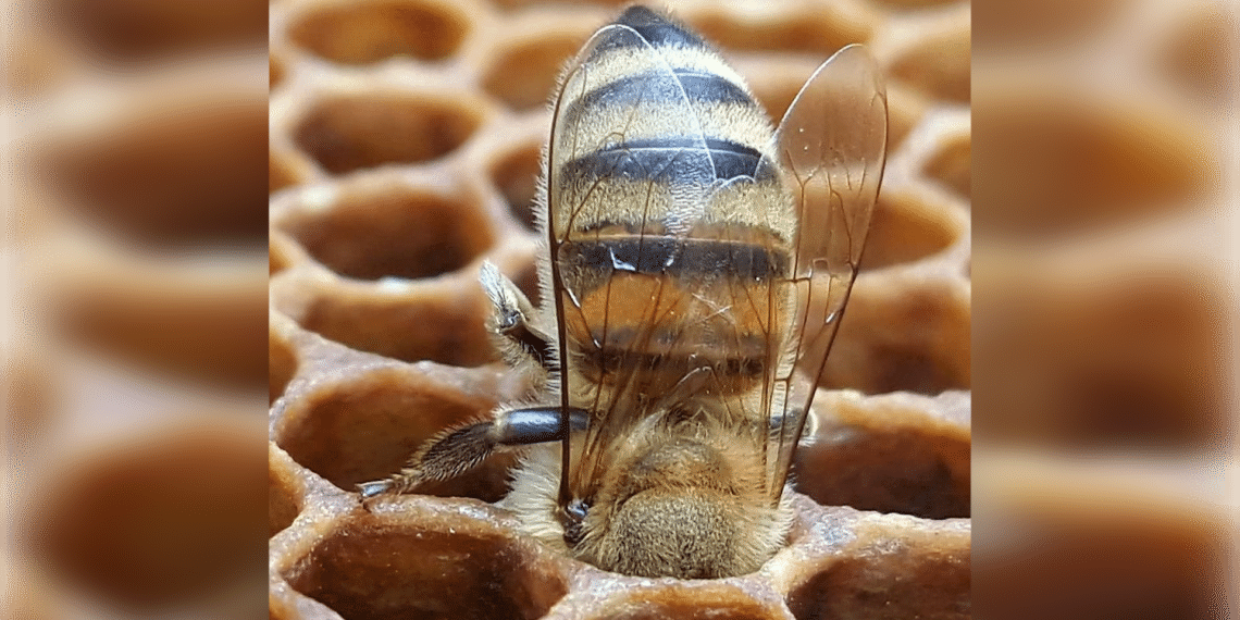 Bijenfoto van Heemsteedse imker gaat al vier jaar de wereld over