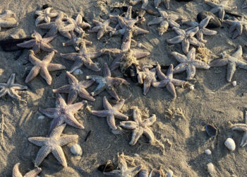 Strand Bloemendaal aan Zee ligt vol zeesterren: “Wauwsers, nog nooit zoveel gezien!”