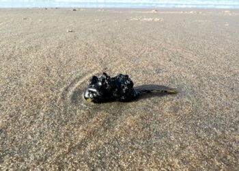Stinkende en plakkende bolletjes olie aangespoeld op stranden Bloemendaal en Zandvoort