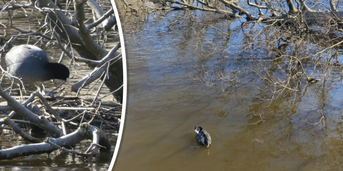 Broedende meerkoet voorkomt weghalen eeuwenoude omgewaaide beuk