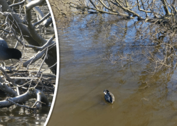 Broedende meerkoet voorkomt weghalen eeuwenoude omgewaaide beuk