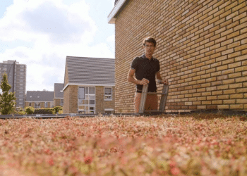 Wethouder Duurzaamheid over het belang van groene daken en de bijbehorende subsidiemogelijkheden