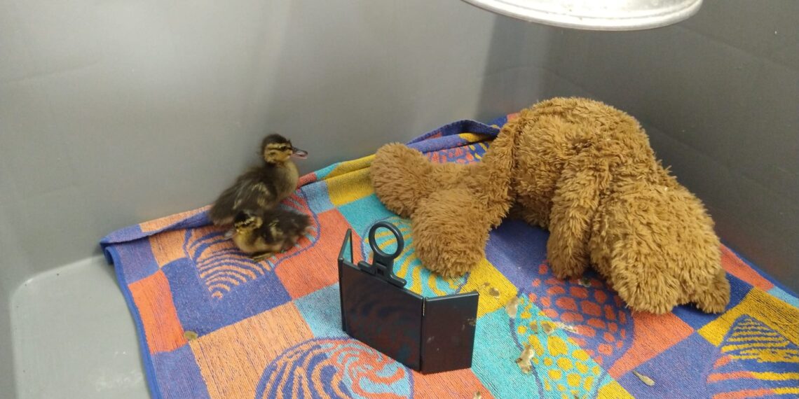 Vogelhospitaal heeft nu het hele jaar door last van vogelgriep: “Hoop extra gedoe”